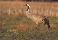 Ornitolog Szczecin żuraw na łące
