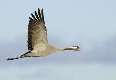 Ornitolog Stargard w powietrzeu