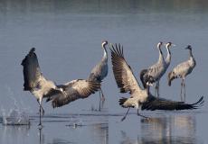 Ornitolog Police taniec godowy zurawi